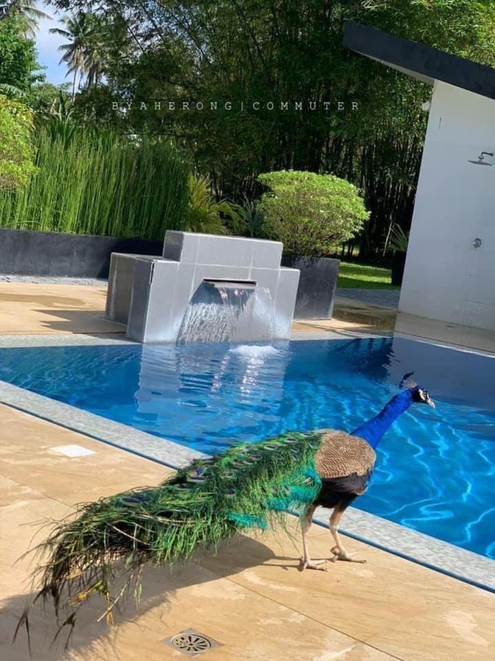 Dreamink Farm Og Myl'S Place Sorsogon Екстериор снимка